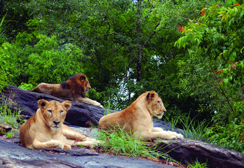 Best Travels in Madurai, Best Tour travel in Madurai, Taxi in Madurai,Car Hire in Madurai, Call Taxi in Madurai, Best Tour Operator in Madurai,Travels in Madurai,Online Cab Booking in Madurai,Car rental in Madurai
